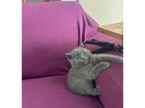 Safkan british shorthair 2 aylık yavrular