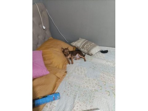 Görüşülür chihuahua
