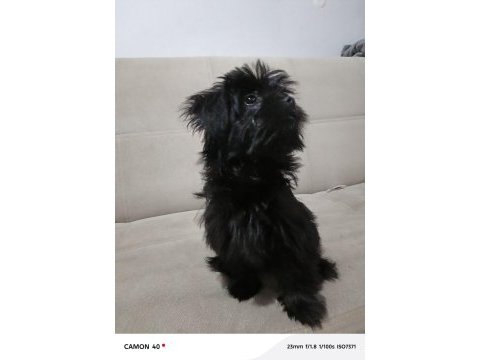 Black shih tzu