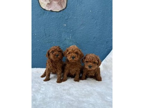 Denizli merkez teslime hazır poodle yavrularım