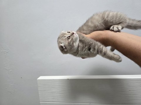 Son dişi yavru scottish fold