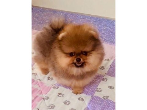 Pomeranian yavrular