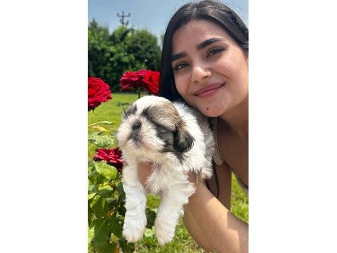 Sevimli şitsu ( shih tzu) yavrularımız
