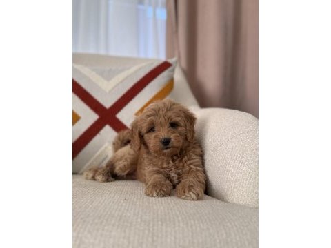 Bal surat maltipoo