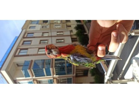 Rozella papağanı el besleme