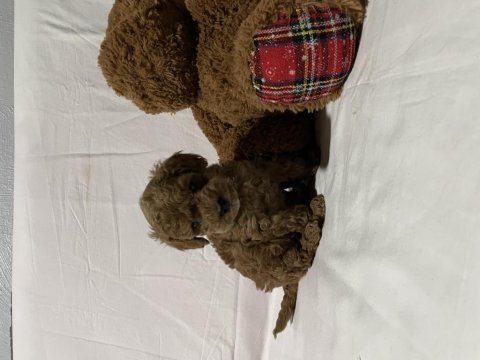 Irk ve sağlık garantili toy poodle bebekler