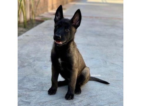 Belçika kurdu köpeği