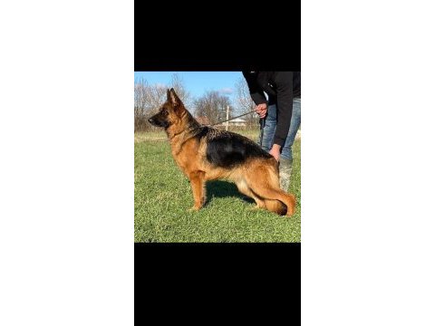 Şecereli eğitimli genç yetişkin alman çoban köpeklerimiz