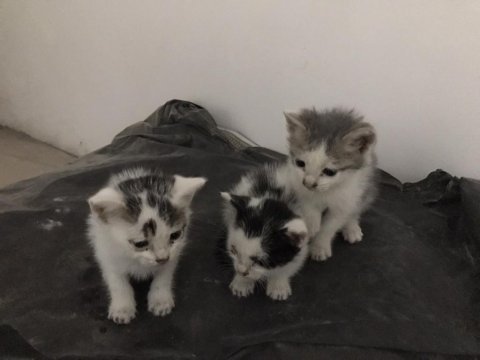 Tatlı yavru kediler