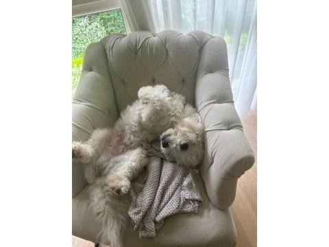 Afacan maltipoo erkek