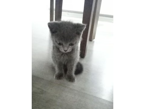 British shorthair yavruma yuva