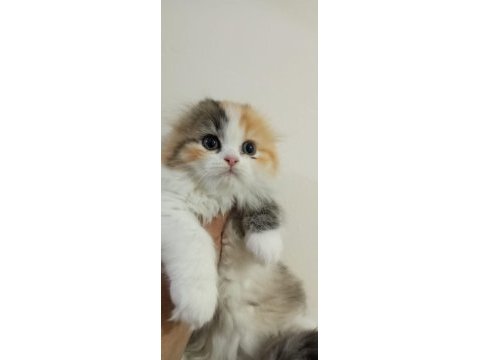 Scottish fold longhair