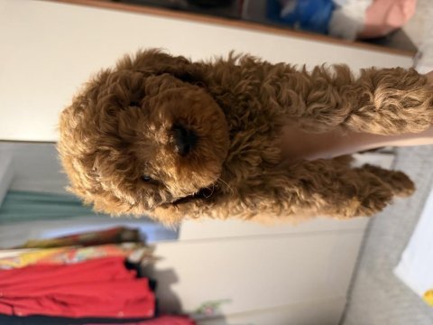 Poodle sahiplenmek 3 aylık