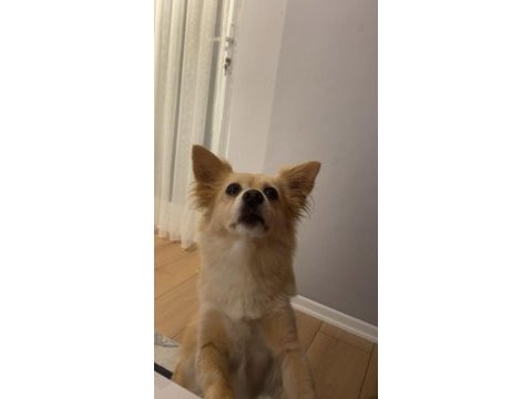 7 yaşında köpeğimiz