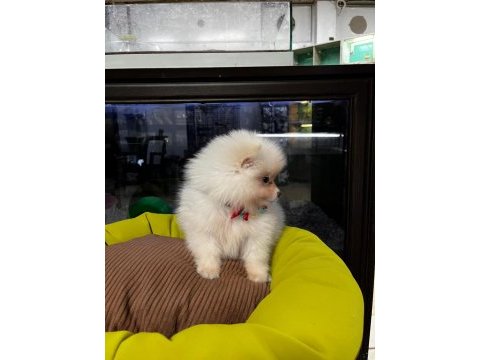 Pomeranian boo köpeği