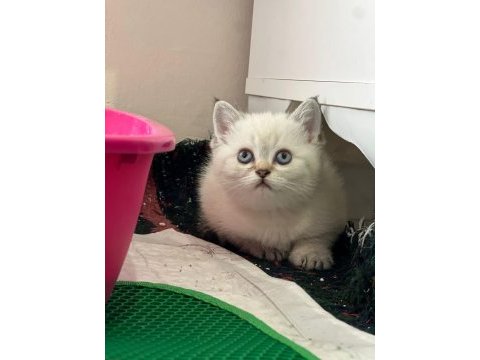 British shorthair yavru erkek dişi