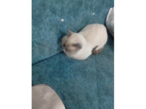 Prenses scottish fold kedimiz duman