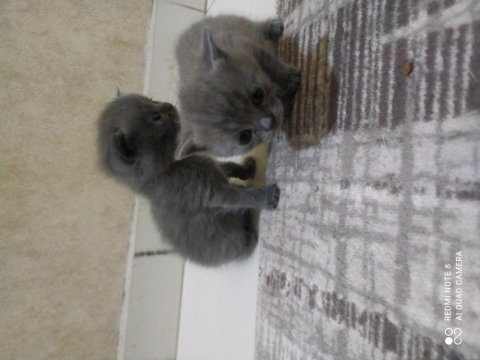 Anne baba british shorthair 40 günlük