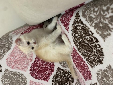 Scottish fold 2 buçuk aylık