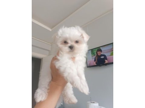 Oyuncu teacup kore maltese