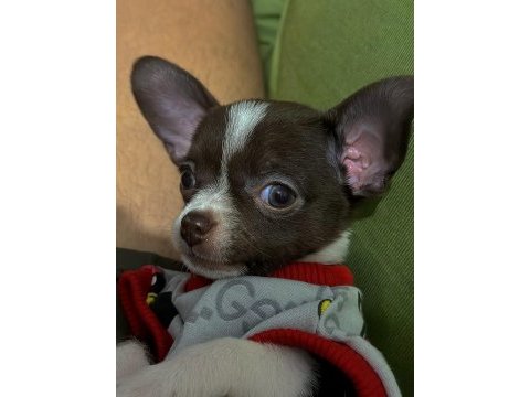 Şehir değişikliği nedeniyle köpeğimi vermek zorundayım