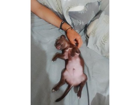 Çikolata chihuahua