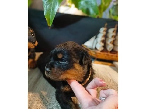 Şecereli rottweiler bebeklerim