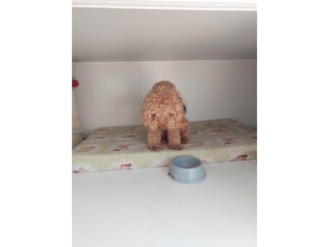 11 aylık erkek poodle