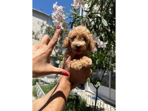 Orjinal apricot yavru poodle
