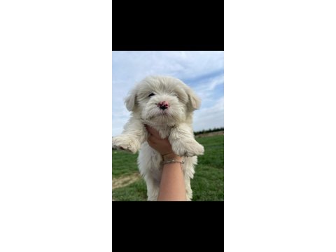 Maltipoo bebek köpekler