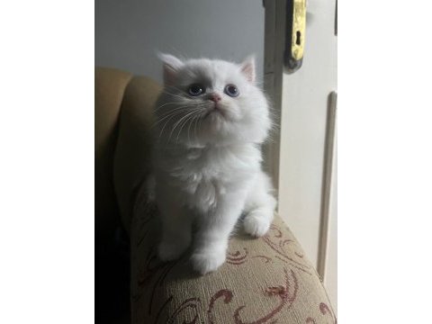 British longhair süt beyaz erkek