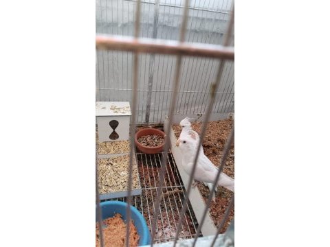 Albino sultan papağanı yavrular 6 tane
