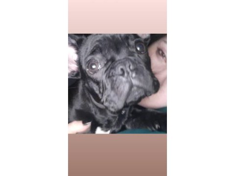 Orijinal erkek fransız bulldog 6 aylık