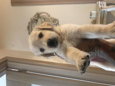 Golden retriever