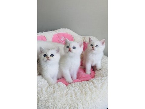 Maviş ns1133 british shorthair bebeklerim 