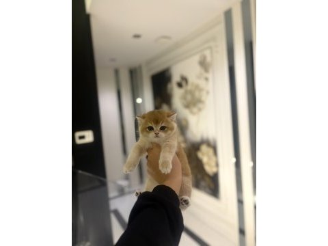 Show kalite brıtısh shorthair golden yavrular 