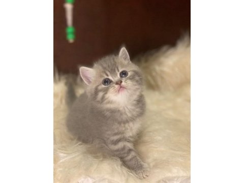 British tabby ayı surat british shorthair bebeklerim