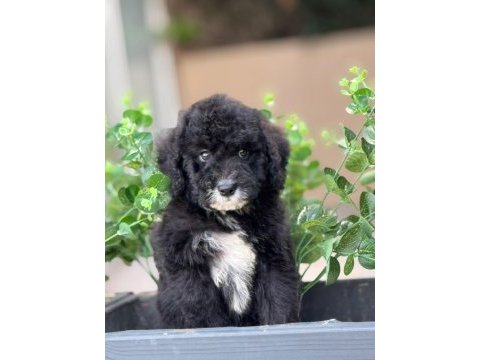 Orjinal labradoodle yavrularımız