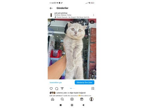 Lilac rengi scottish fold