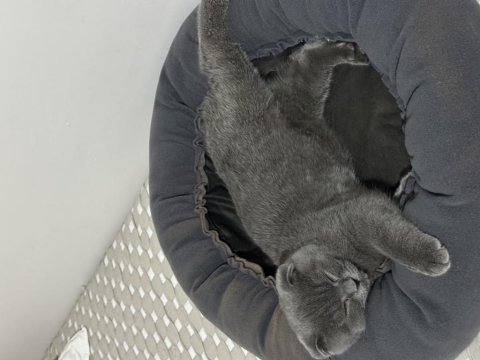 Scottish fold kedim