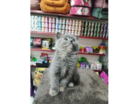 British shorthair 2 aylık bebek dişi