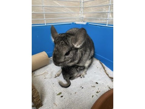Erkek bebek chinchilla