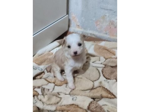 Yeni yavru köpeklerimiz sahiplerini bekliyorlar