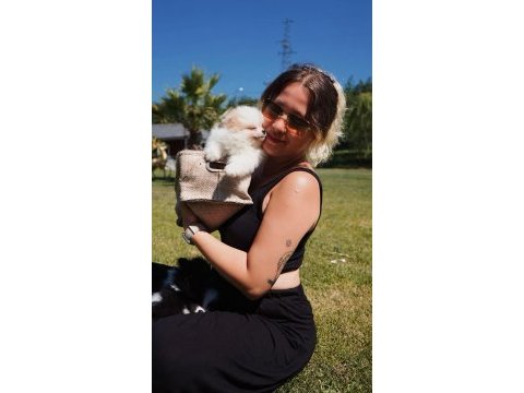 Tea cup orjinal toy poodle yavrularımız