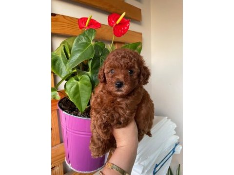 Safkan toy poodle yavrularımız