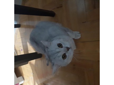 Tatlı kedimiz tırmık yeni yuvasını arıyor