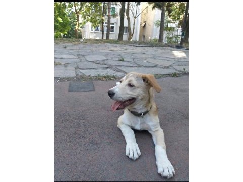Köpek sahiplendirme golden retriever