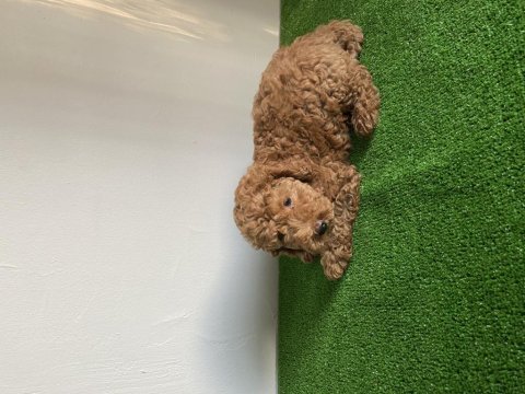 2.5 aylık poodle yeni ailesini bekliyor