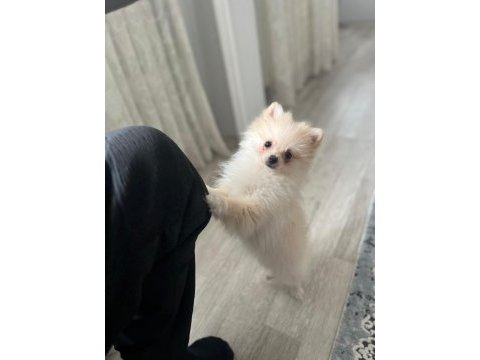 3 aylık dişi pomeranian güzellik
