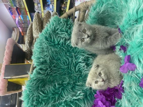 Güzel scottish fold yavrular yeni yuvalarını arıyor